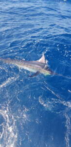 Puerto Vallarta fishing May 